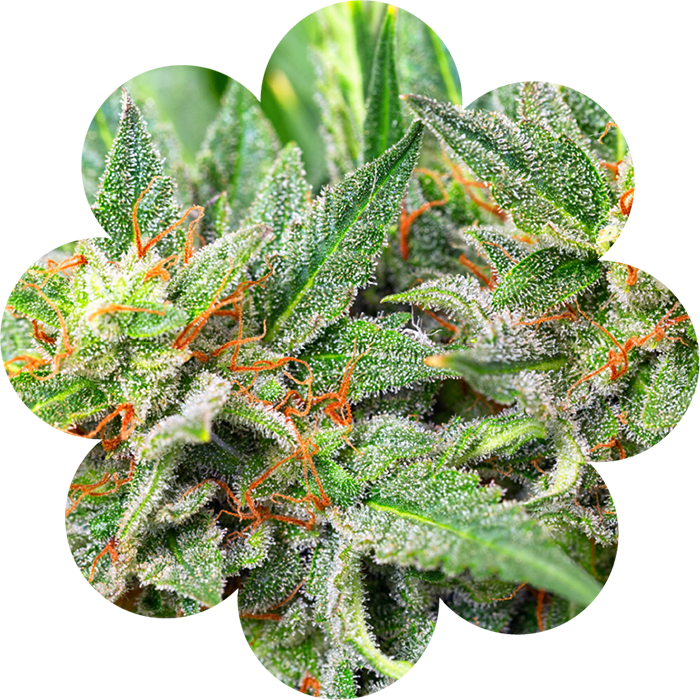 Macro shot of a frosty cannabis flower with vibrant orange hairs and crystal-coated leaves, shown in a floral-shaped frame, representing premium cannabis strains available at Housing Works Cannabis Co. dispensary.