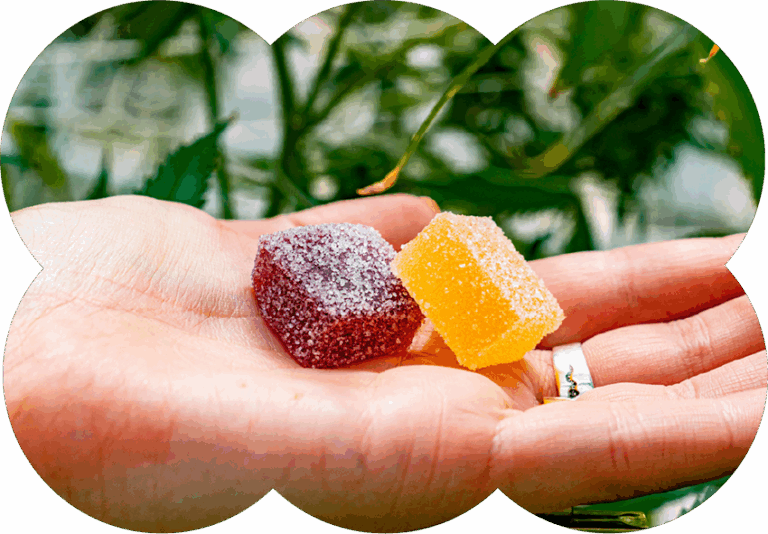 Close-up of a hand holding two sugar-coated cannabis gummies—one purple and one yellow—with cannabis plants in the background, representing edibles available at Housing Works Cannabis Co. dispensary.