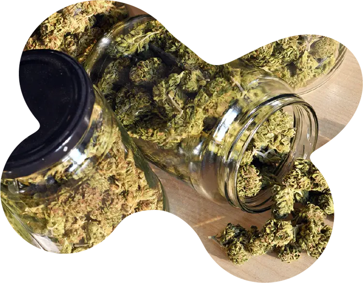 Glass jars filled with dried cannabis buds, with some spilling onto a wooden surface at Housing Works Cannabis Co.