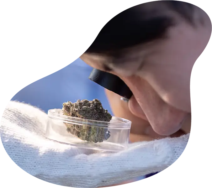 Person examining a cannabis bud with a magnifying glass during a community learning session at Housing Works Cannabis Co.