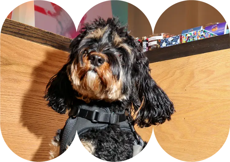 Small black and brown dog wearing a harness inside Housing Works Cannabis Co. dispensary.